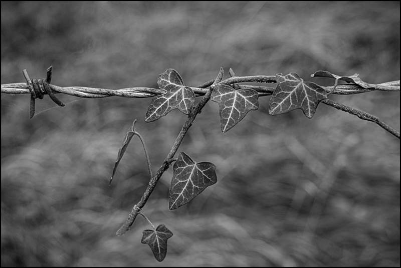 Ivy on barbed wire_Russell  Hynard_set.i05.tif